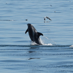 WB-Dolphin-6