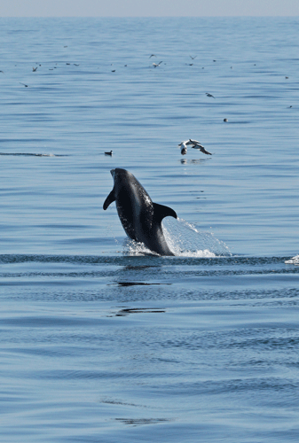 WB-Dolphin-6
